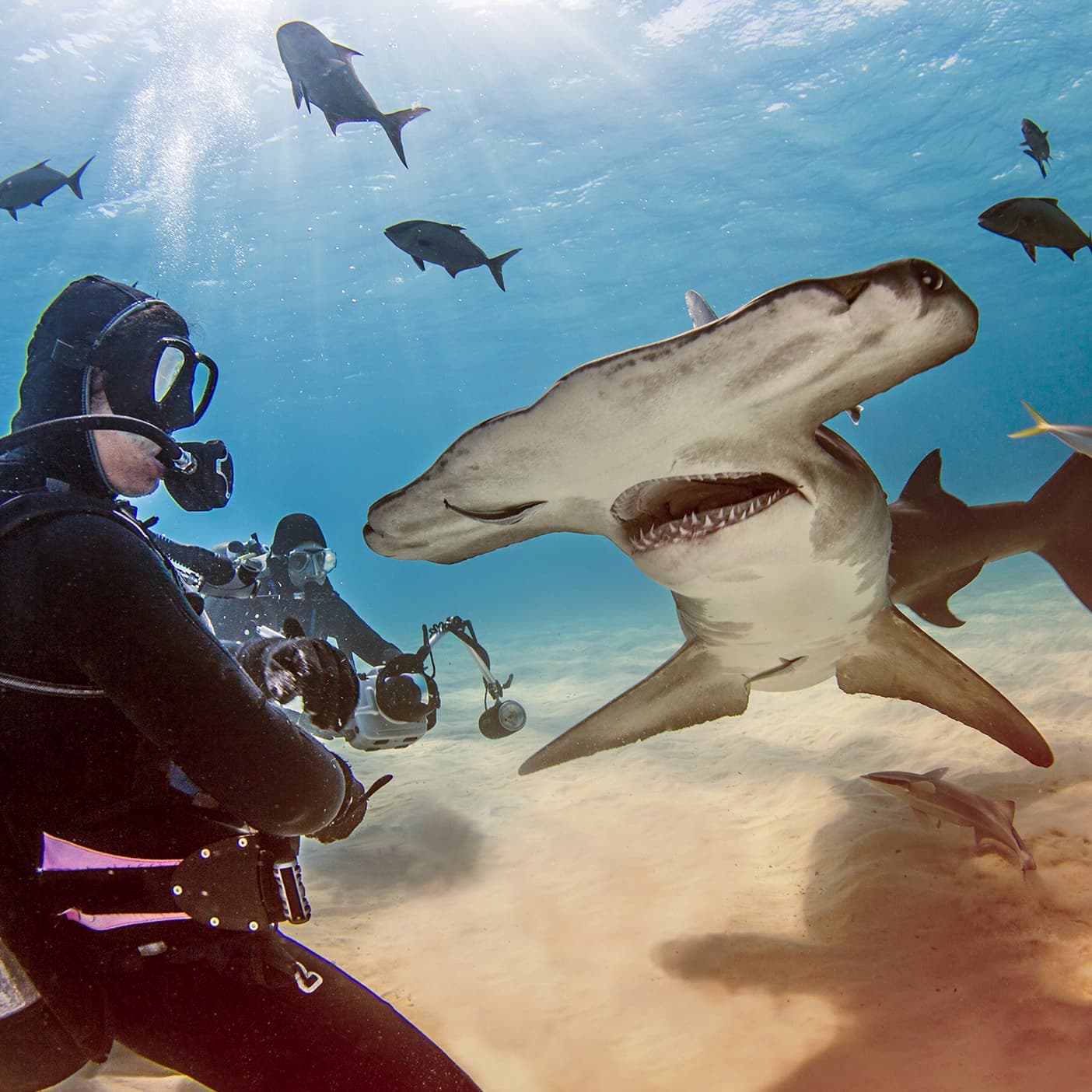 Team Ignition Shark Diving Facts and Myths